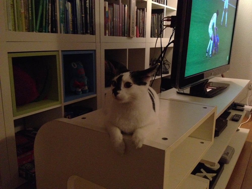 Spanish cat, not caring about football