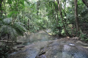The jungle in Palenque, Chiapas The jungle in Palenque, Chiapas