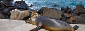A cute sea lion. Not the one that attacked Shakira.