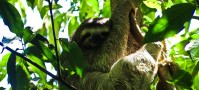 Fluffy Costa Rican sloth