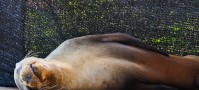 Sea Lion Nap Time!