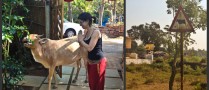 Paying my respects to this cow, while she eats the hostel's garden..